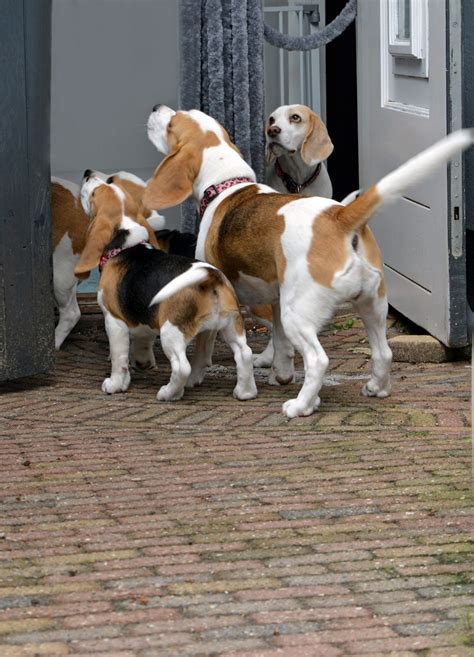 pups te koop particulier.